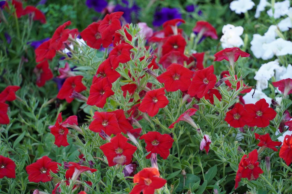 Vibrant flowers at Cooper River Park