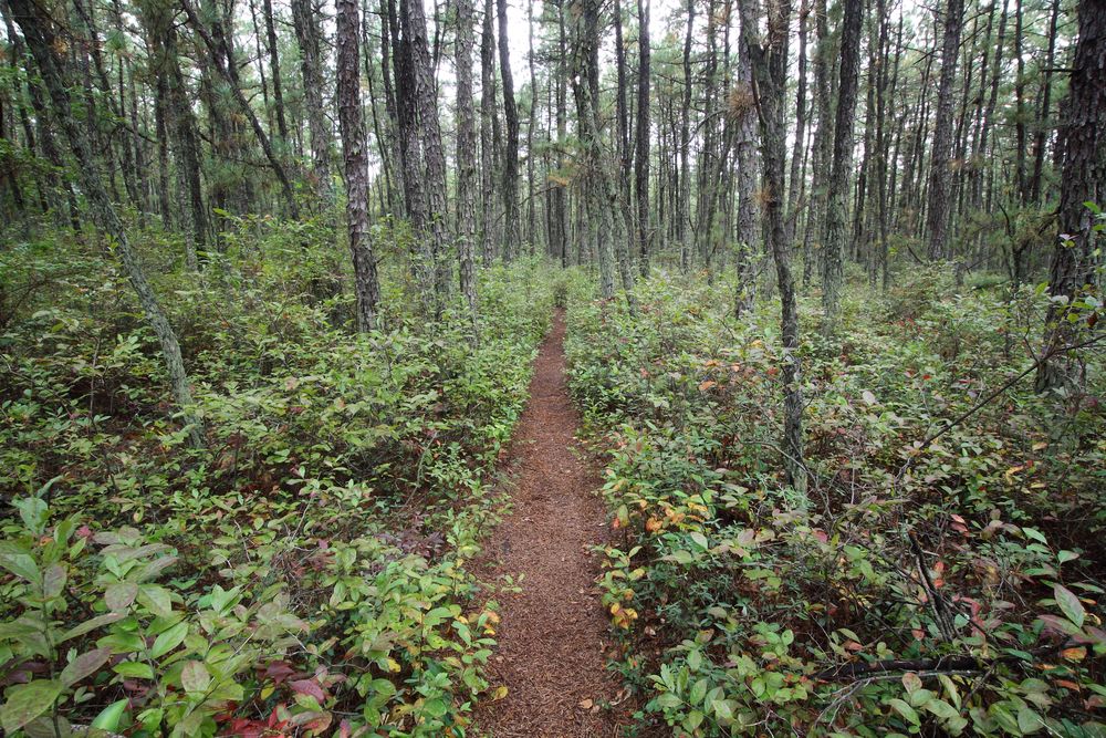 Nature trail at Wharton State Forest