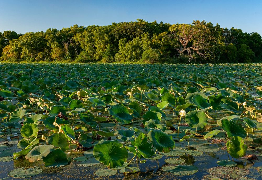 Daytime view of Des Plaines State Fish and Wildlife Area