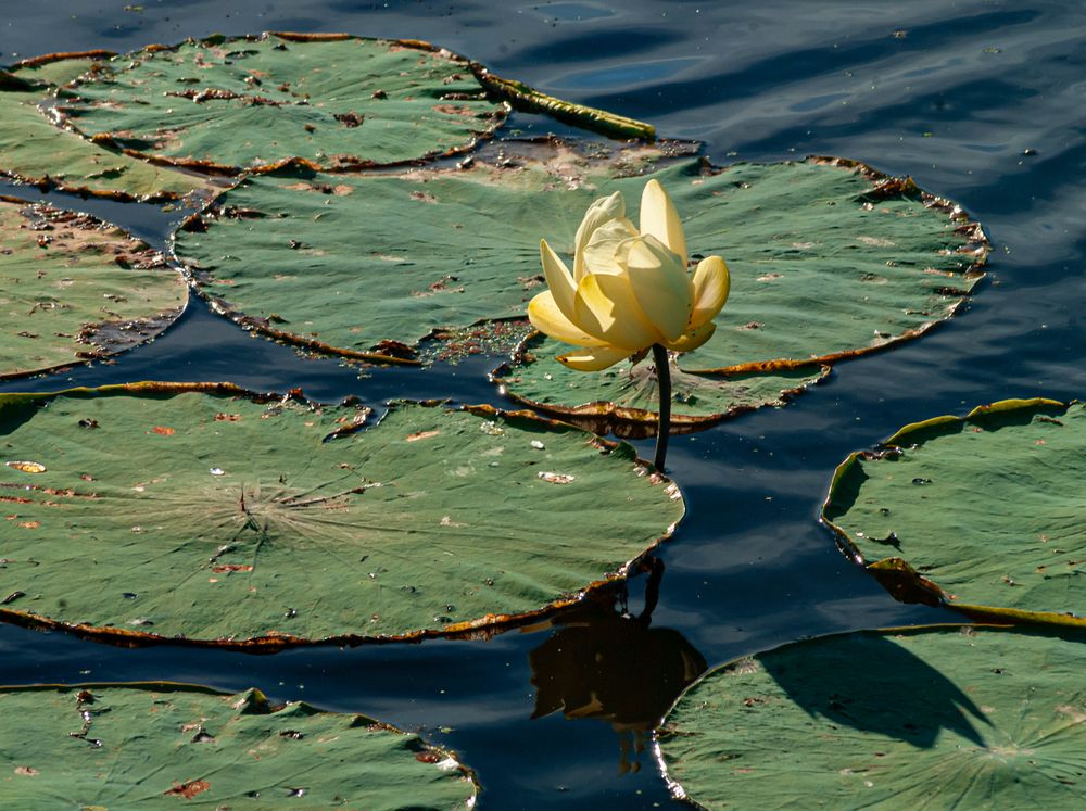 Lily pads at Des Plaines State Fish and Wildlife Area