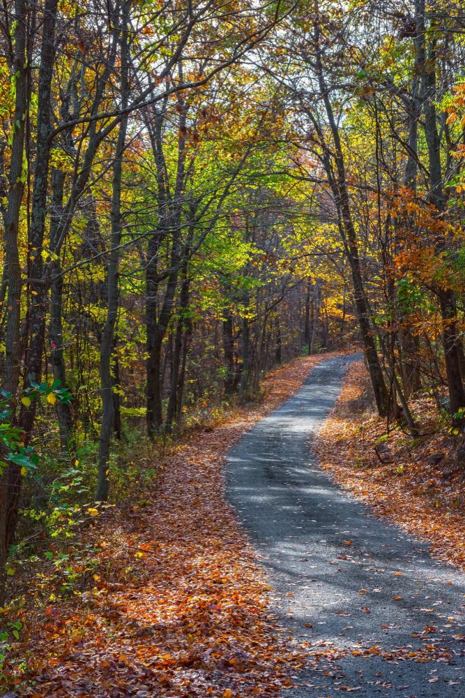 Foliage on Jenny Jump State Forest trail