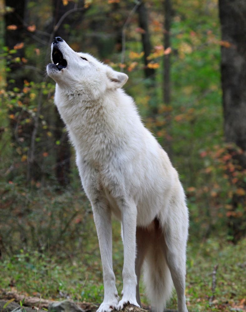 Howling wolf at Lakota Wolf Preserve