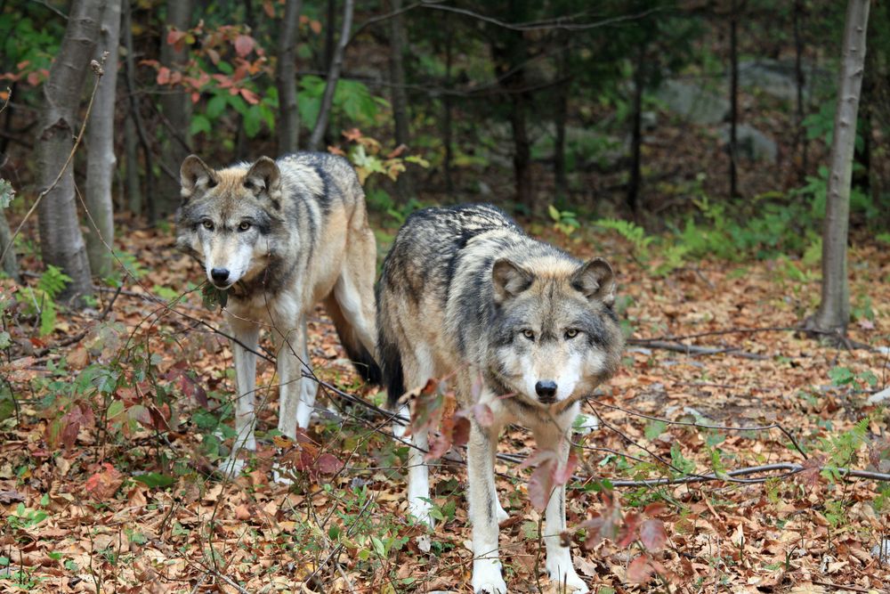 Wolves at Lakota Wolf Preserve