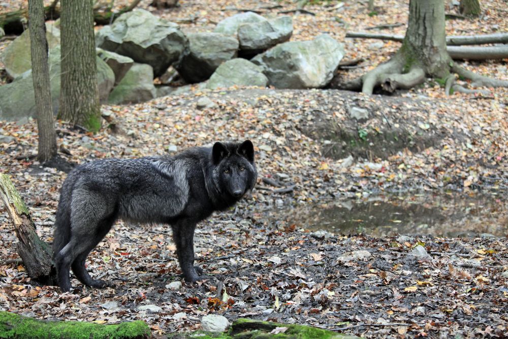 Lone wolf at Lakota Wolf Preserve