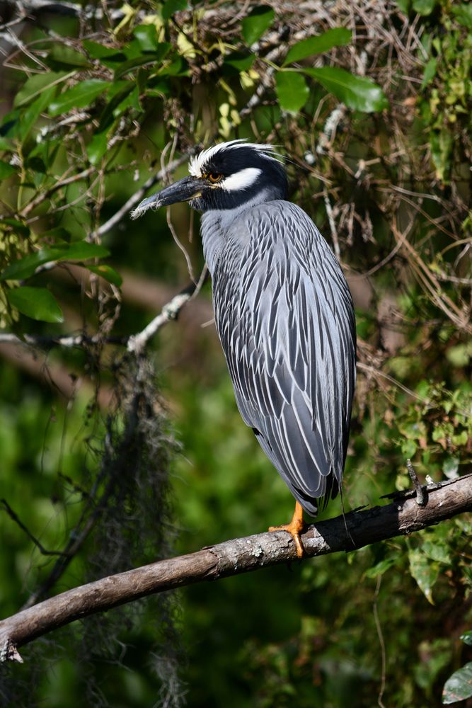 Night heron at Lettuce Lake Park