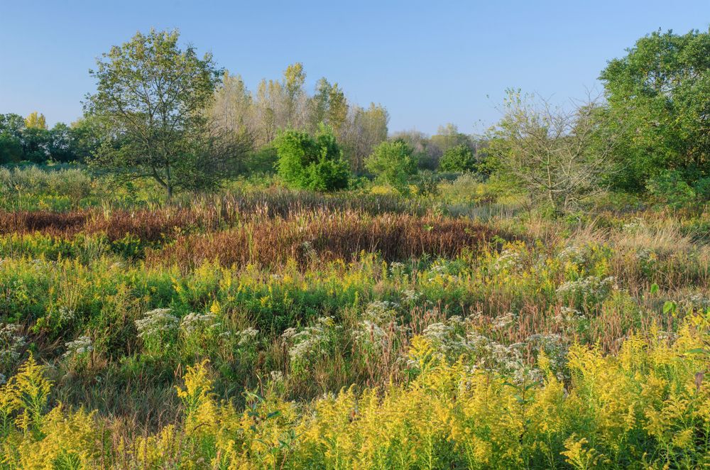 Greenery at Midewin National Tallgrass Prairie