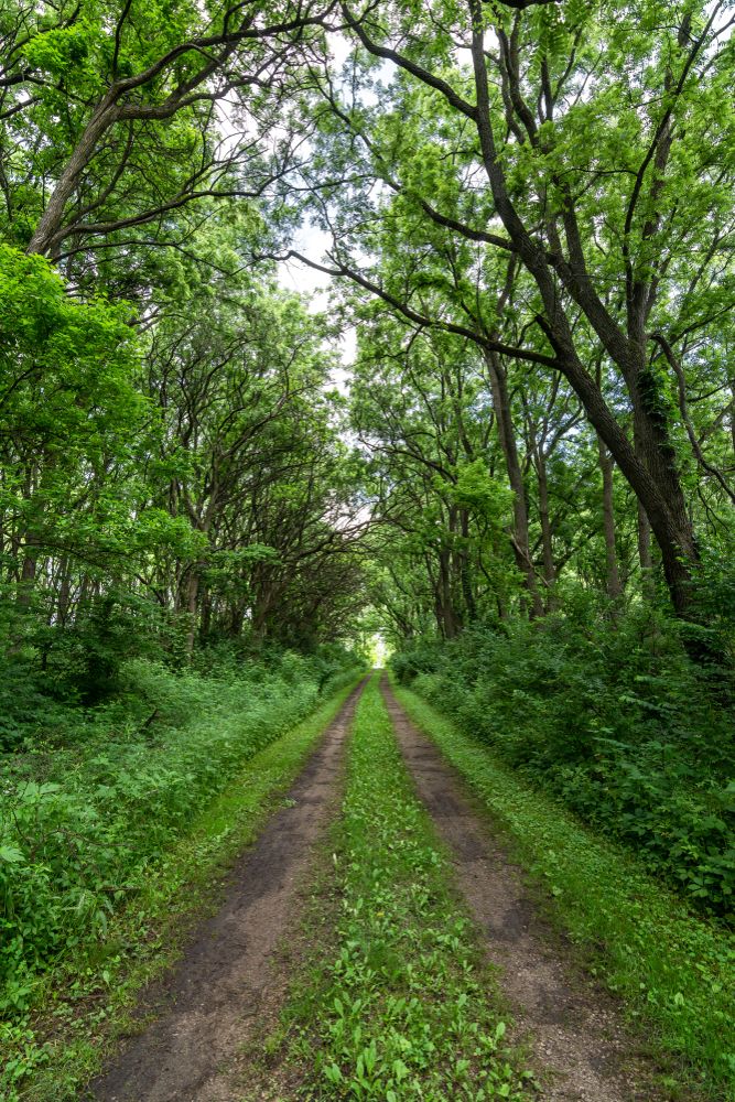 Trail lined with trees at Midewin National Tallgrass Prairie