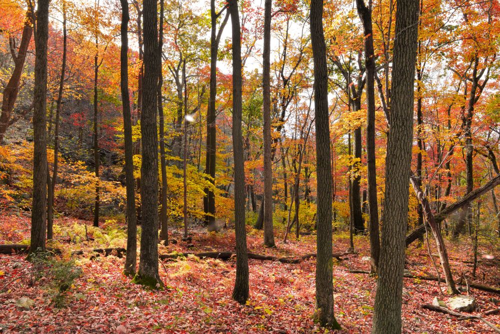 Nature trail at Mount Tammany