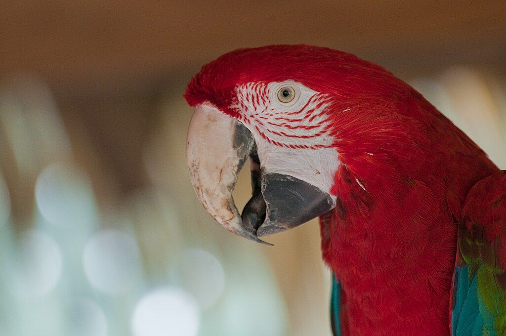 A bird at Southwick's Zoo