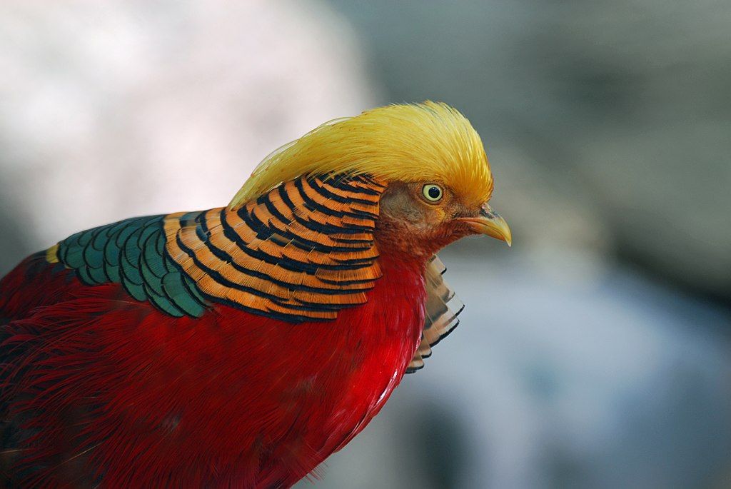 A colorful bird at Southwick's Zoo