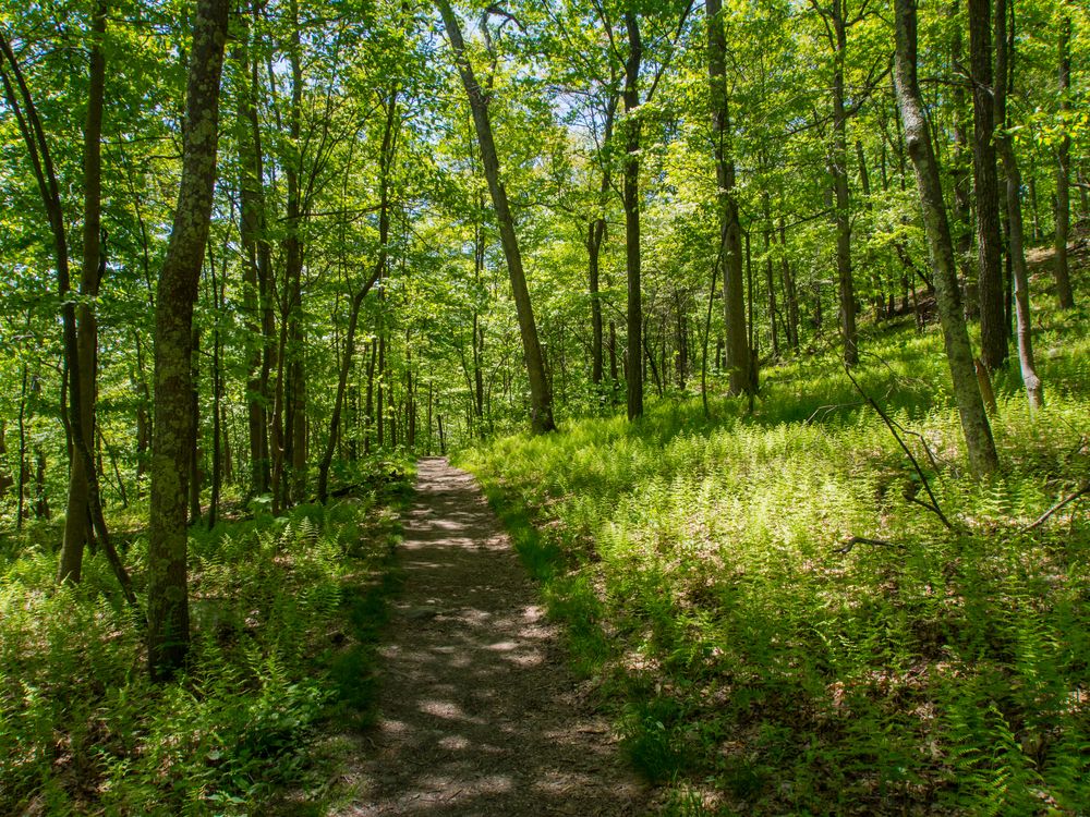 Trail lined with trees at Worthington State Forest