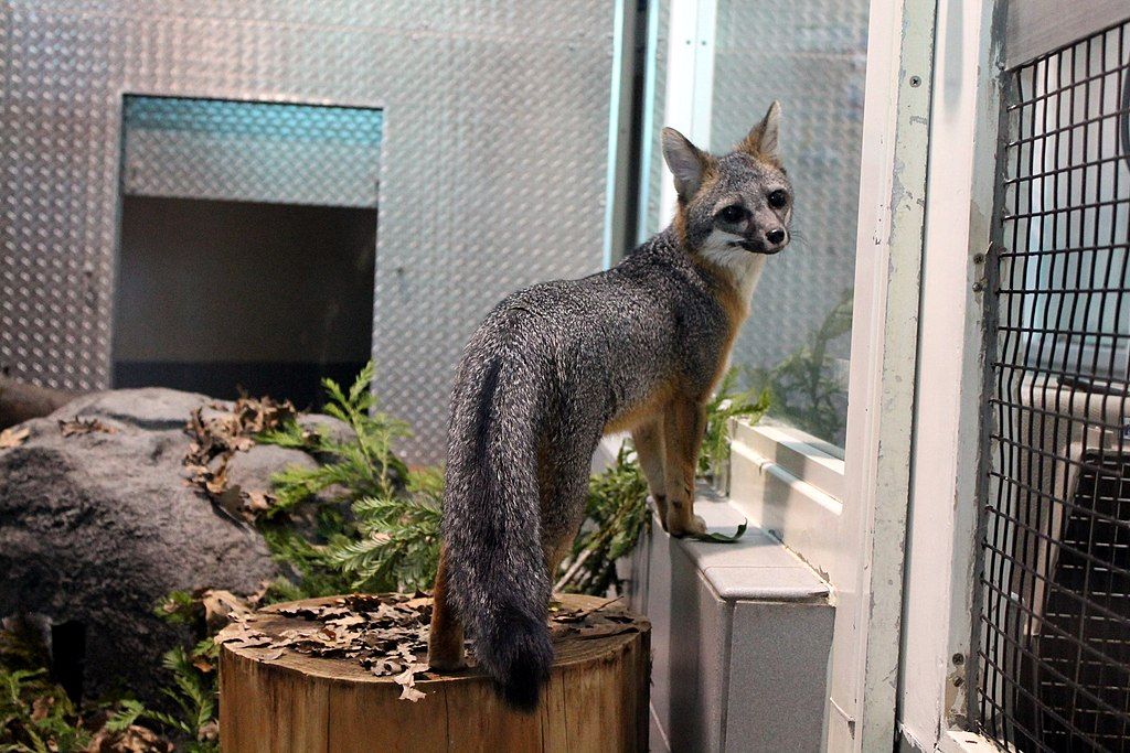A small fox in Lindsay Wildlife Experience