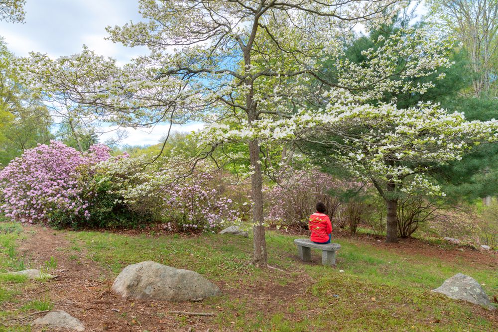 Beautiful trees at Connecticut College Arboretum