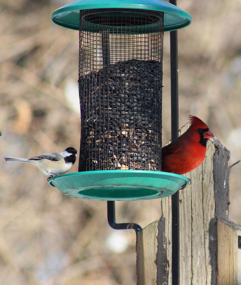 Birds at Walnut Woods State Park