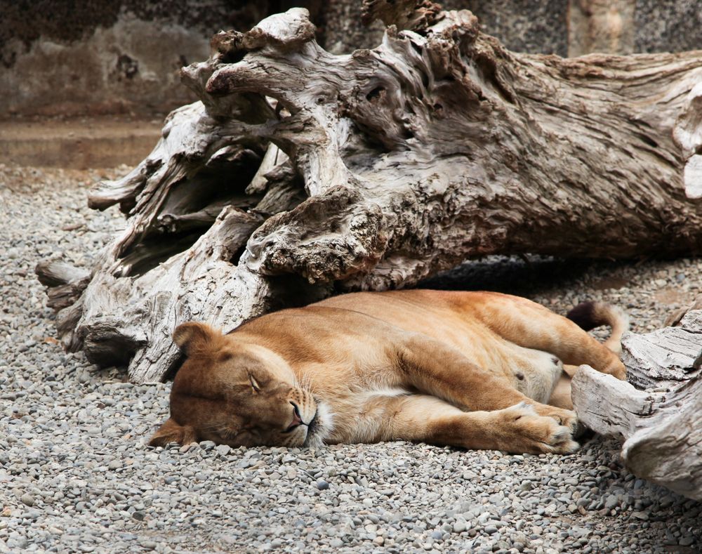 A Lionness in West Coast Game Park Safari
