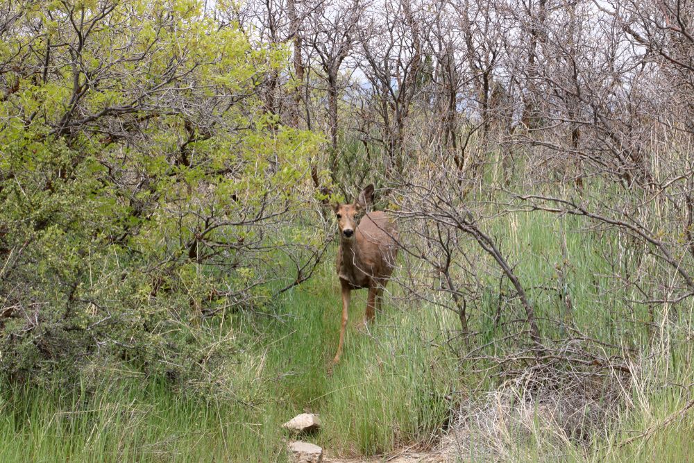A deer at Dimple Dell Regional Park