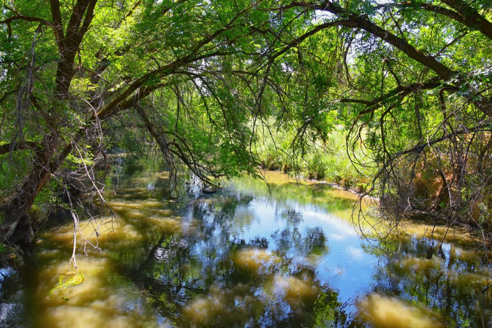 Jordan River Trail waters surrounded with trees