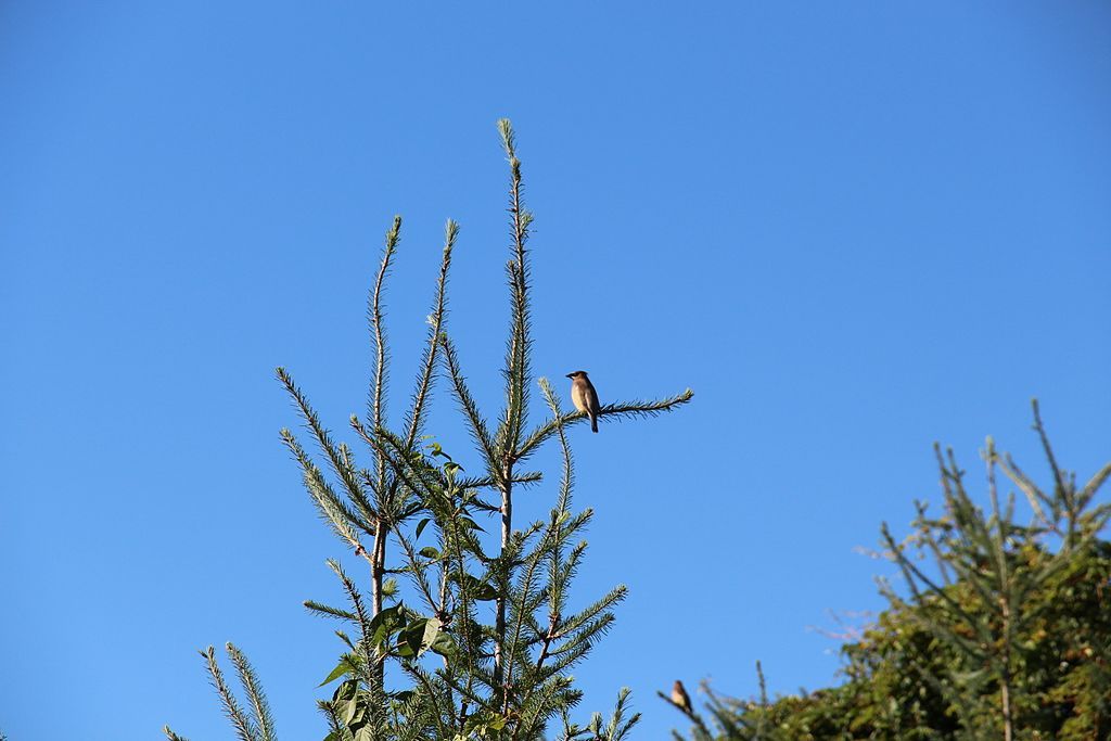 A bird on a tree at christmas tree farm.
