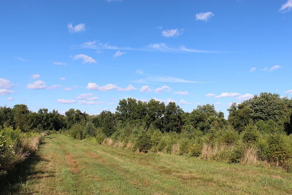 Trees and grass at christmas tree farm.