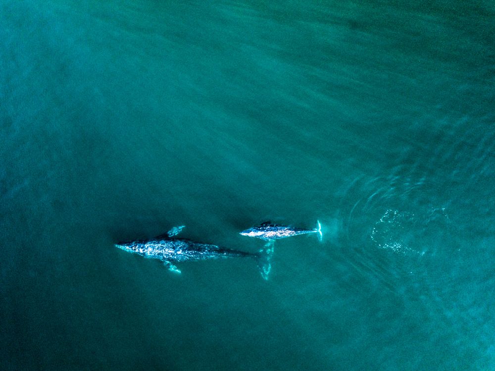Whale Watching Malibu
