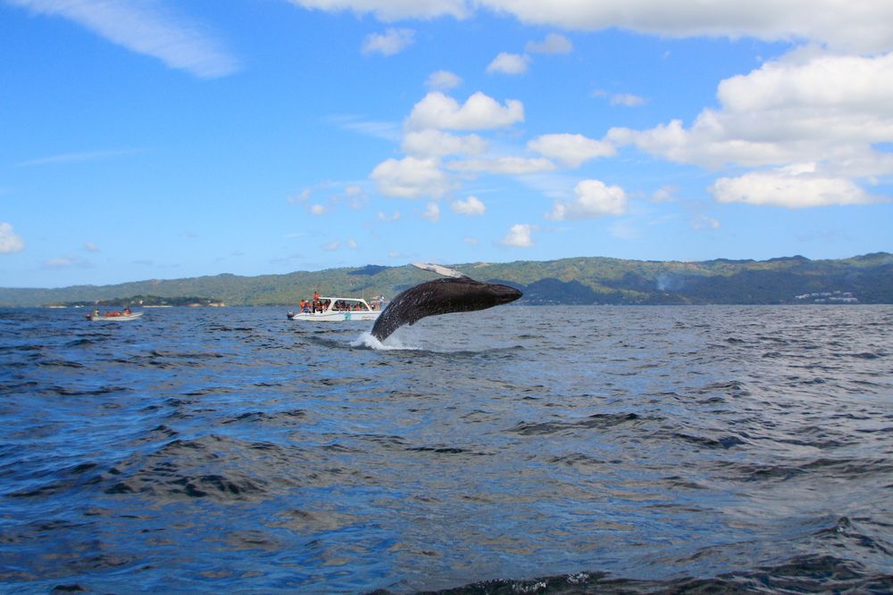 Whale-watching at Samana Bay