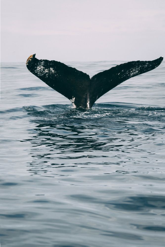 Tail of Baby Humpback Whale
