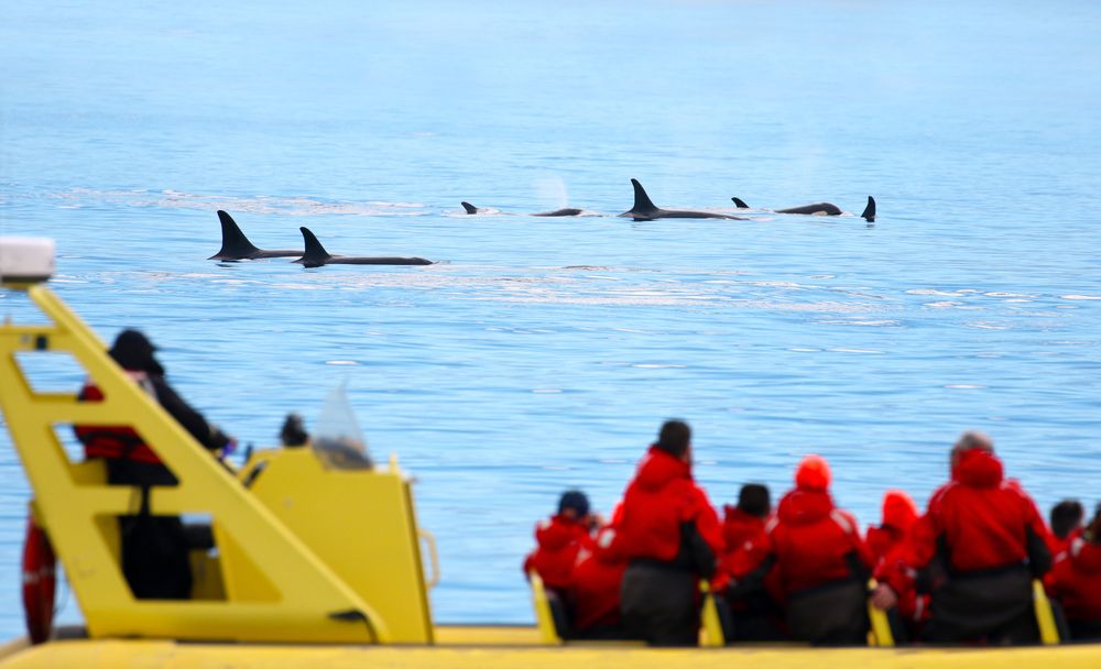Whale in British Columbia