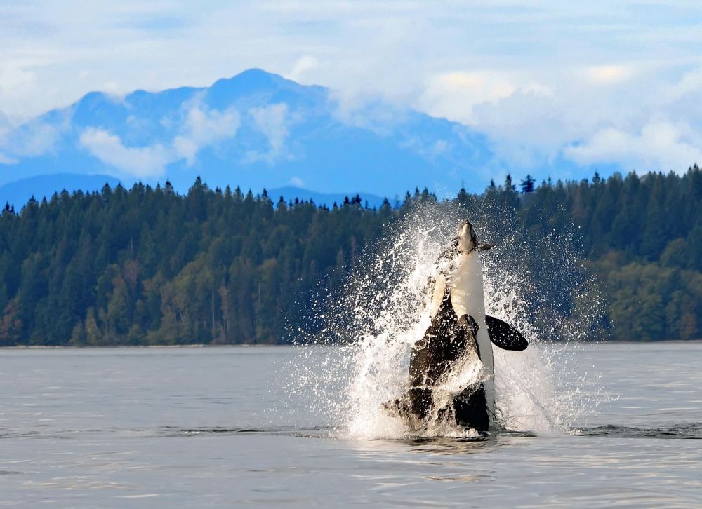 Whale in British Columbia