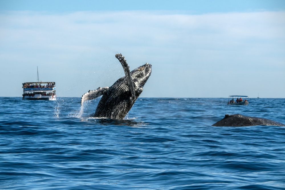 Whale Watching in Redondo Beach
