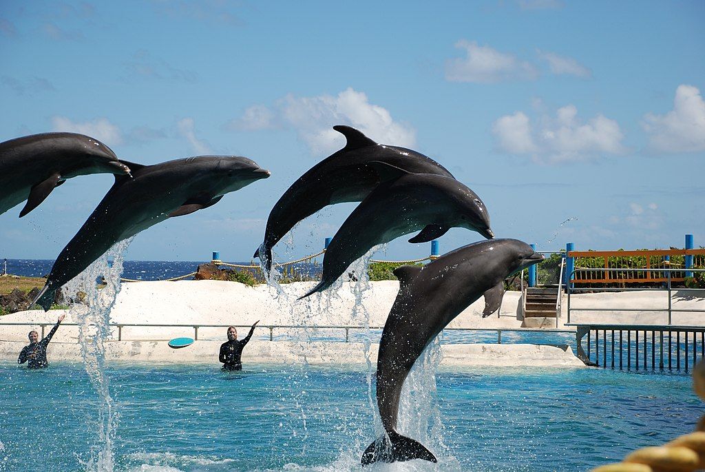 Dolphins at Sea Life Park