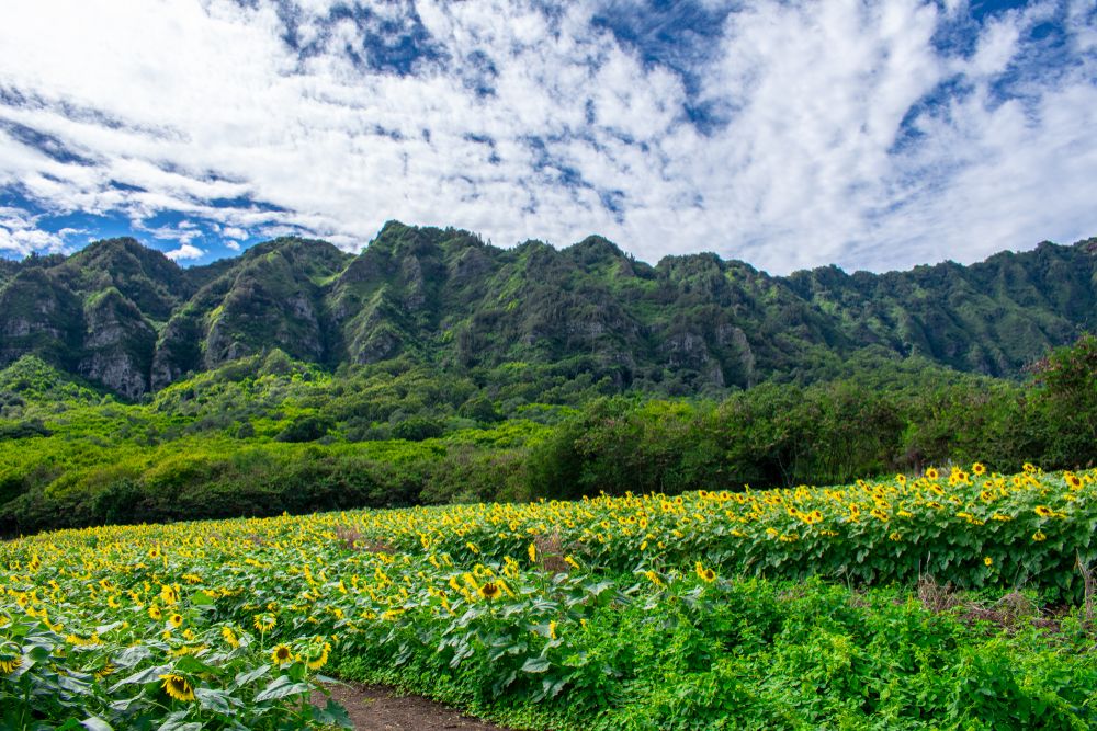 Daytime view of Waimanalo Country Farms