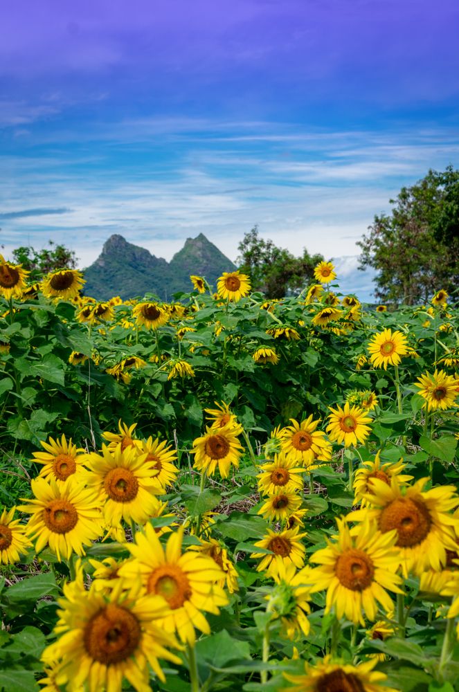 Sunflowers at Waimanalo Country Farms
