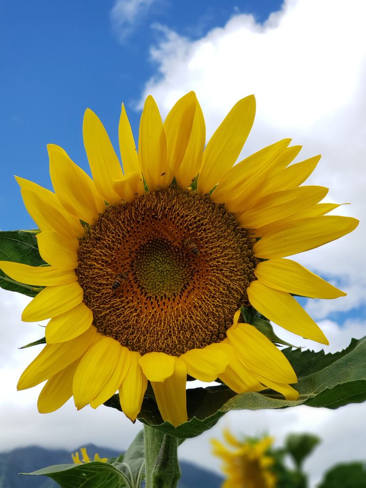 Close view of a sunflower at Waimanalo Country Farms