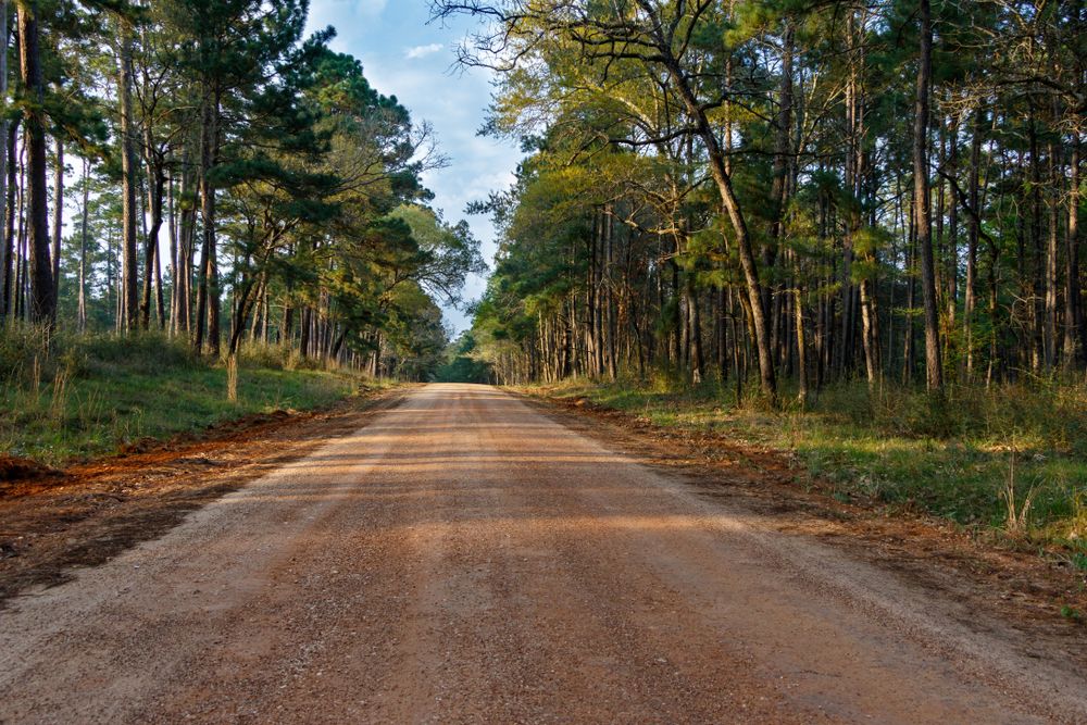 A road lined with trees at Sam Houston National Forest