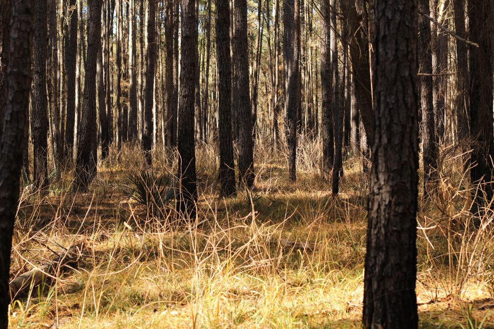Trees at Sam Houston National Forest