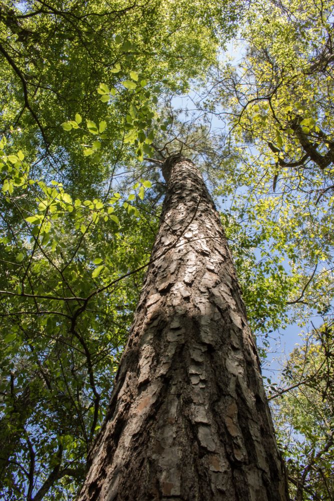 A tall pine tree in Sam Houston National Forest