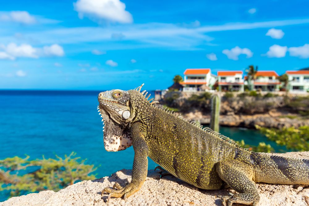 An Iguana at Playa Lagun