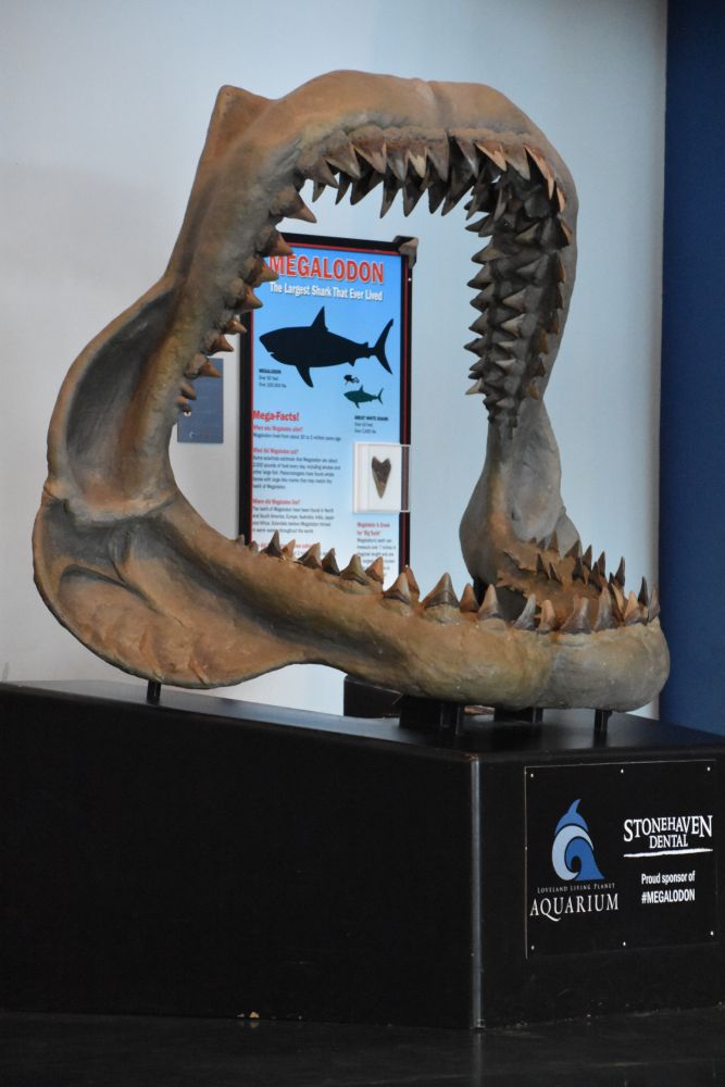 Megalodon's mouth replica in Loveland Living Planet Aquarium