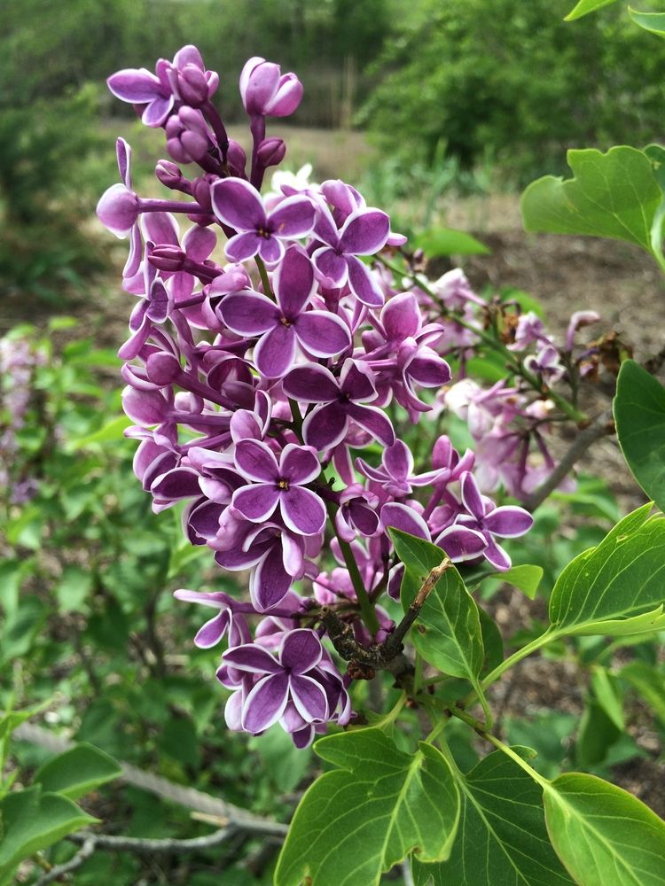Lilac bush at Botanica Wichita Gardens