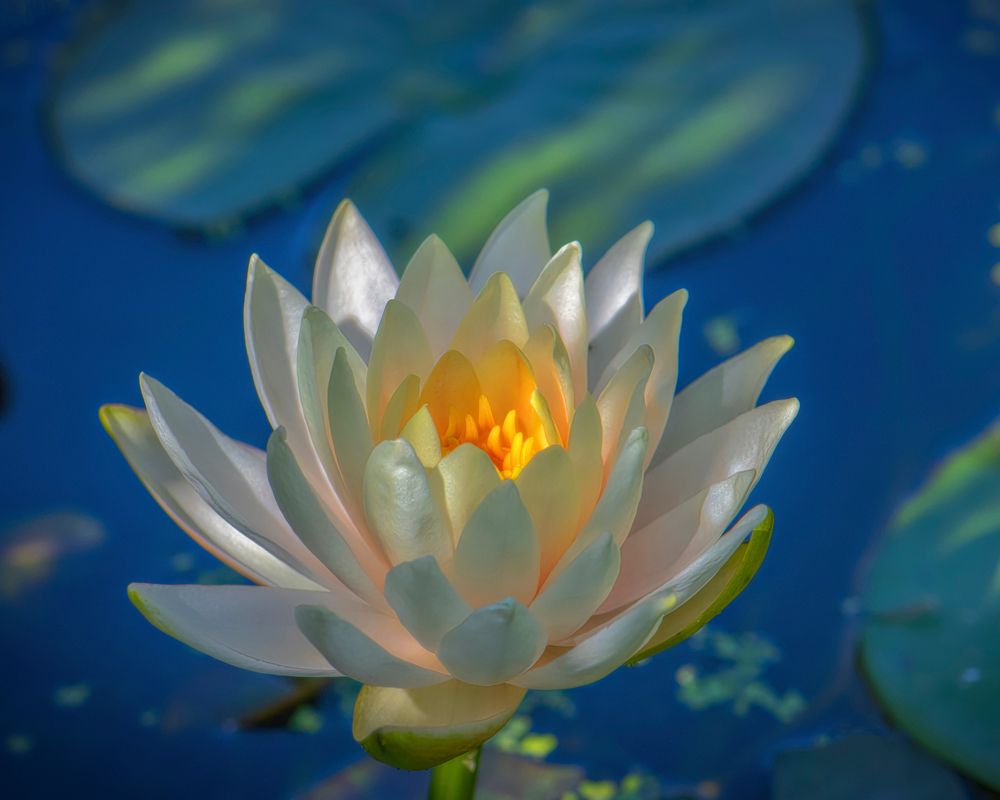 Water lily at Botanica Wichita Gardens