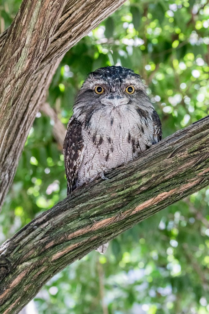 An adorable owl on a tree at Sedgwick County Zoo