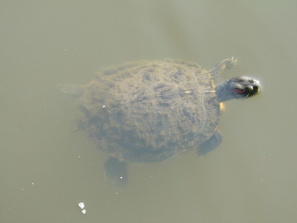 A turtle at Great Plains Nature Center