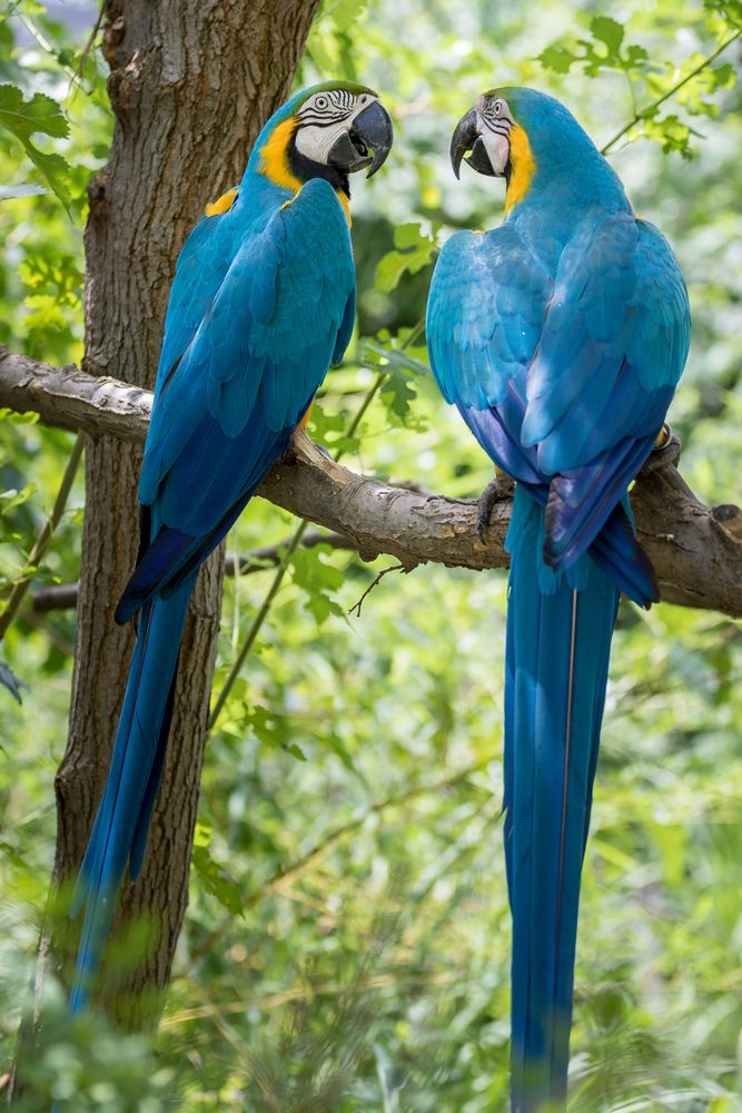 Parrots at Sedgwick County Zoo