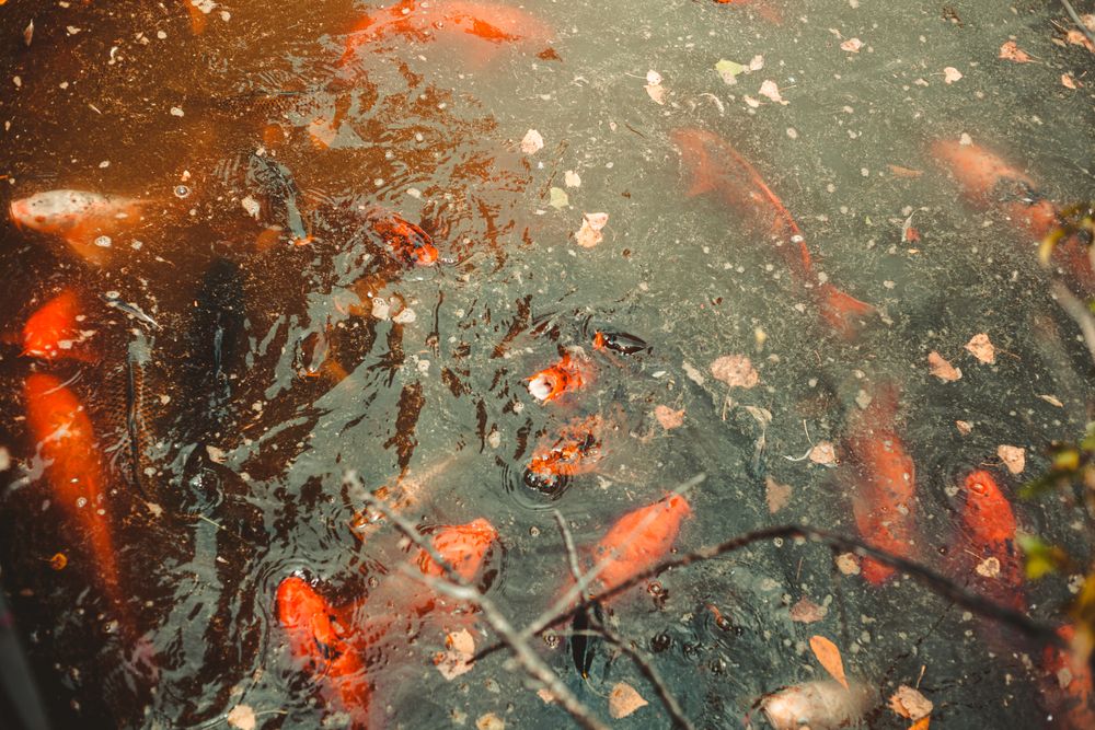 Koi pond at Sedgwick County Zoo