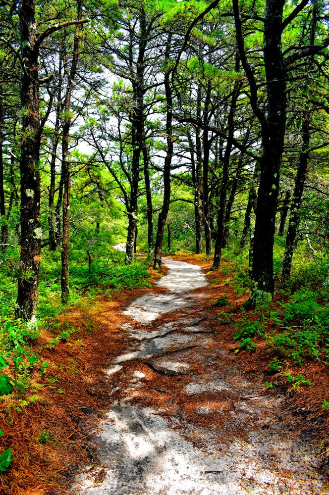 Atlantic White Cedar Swamp Trail lined with trees