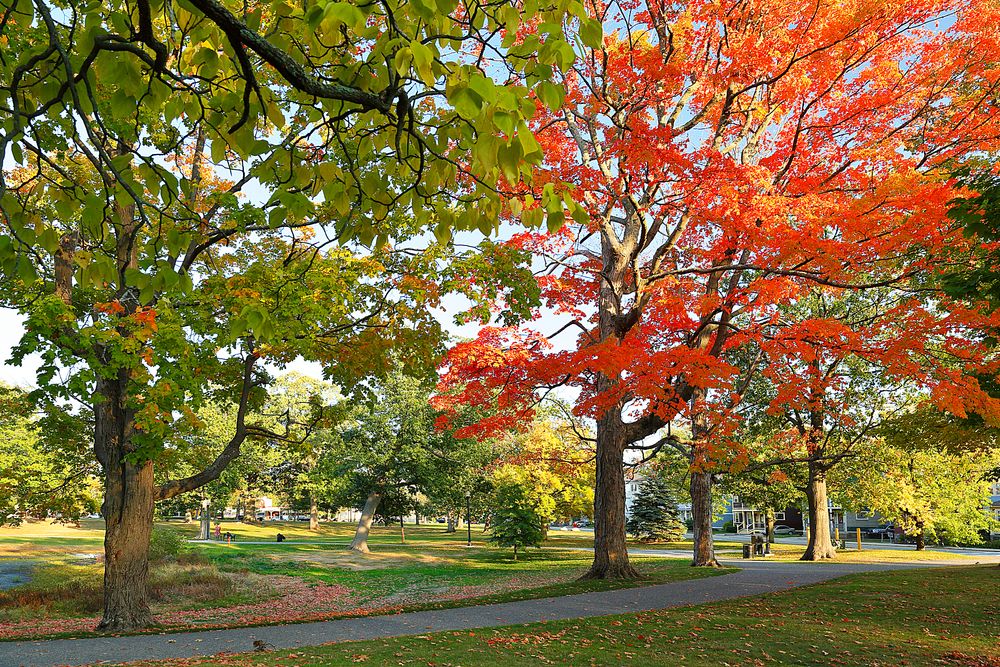Fall foliage on Elm Park grounds