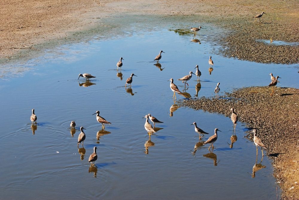 Goose pond at Wellfleet Bay Wildlife Sanctuary