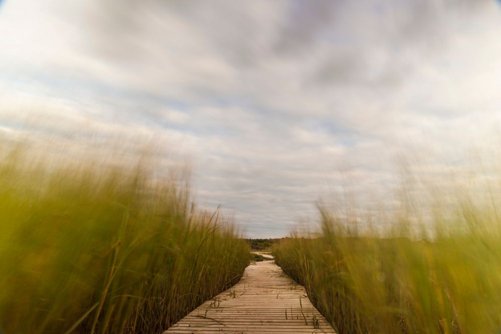 Boardwalk at Wellfleet Bay Wildlife Sanctuary