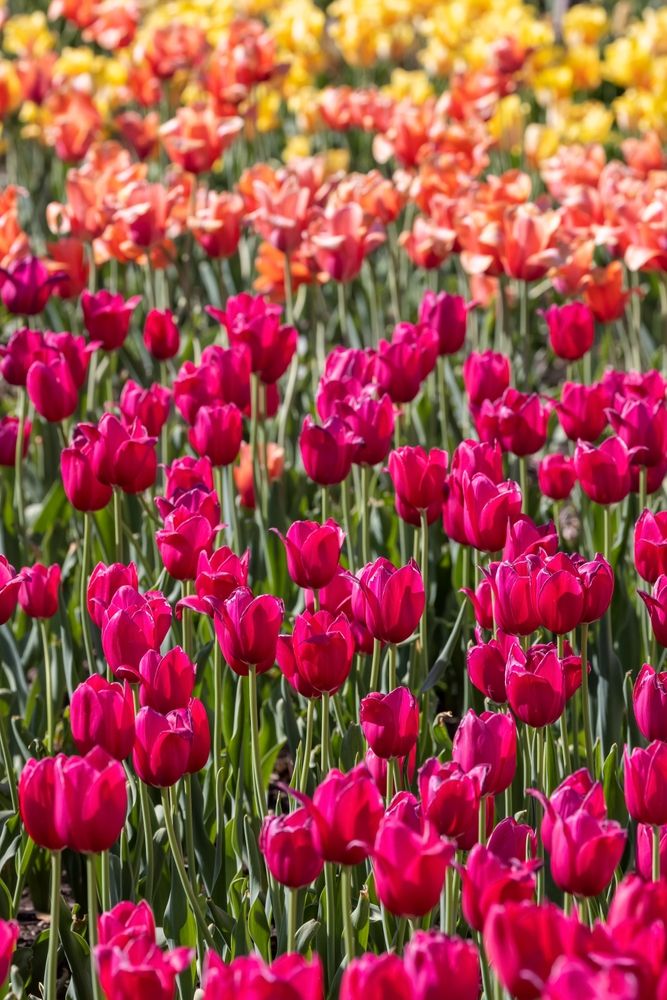Vibrant tulips at Windmill Island Gardens