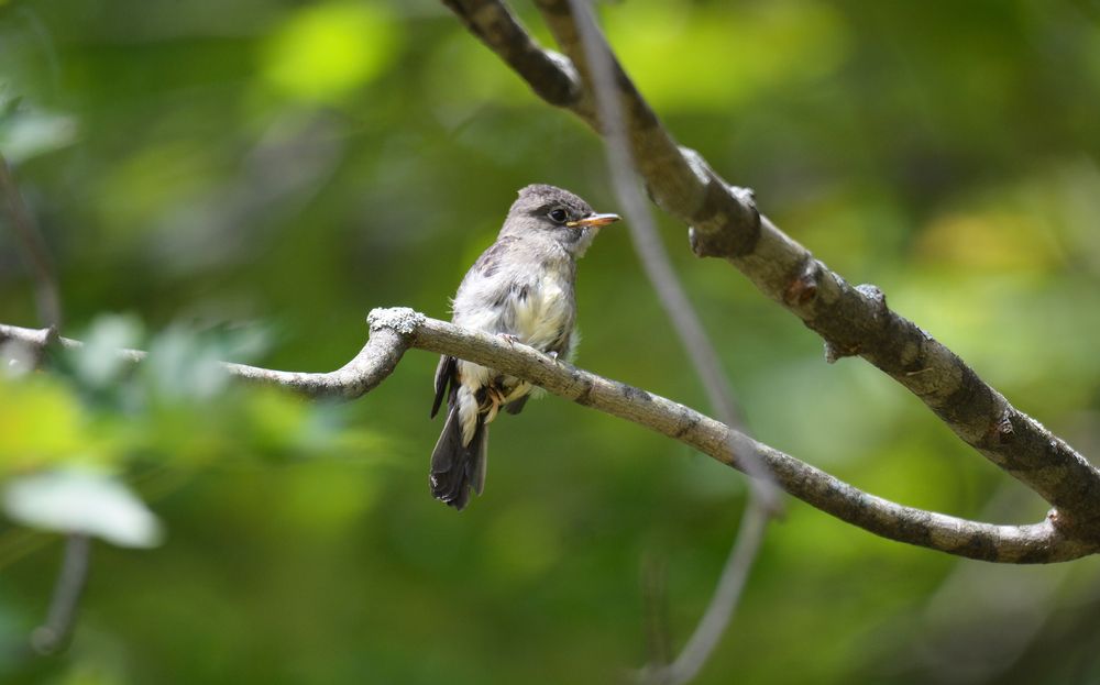 A bird at Yankee Springs Recreation Area